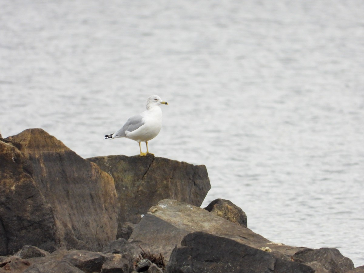 Gavina americana - ML645734548