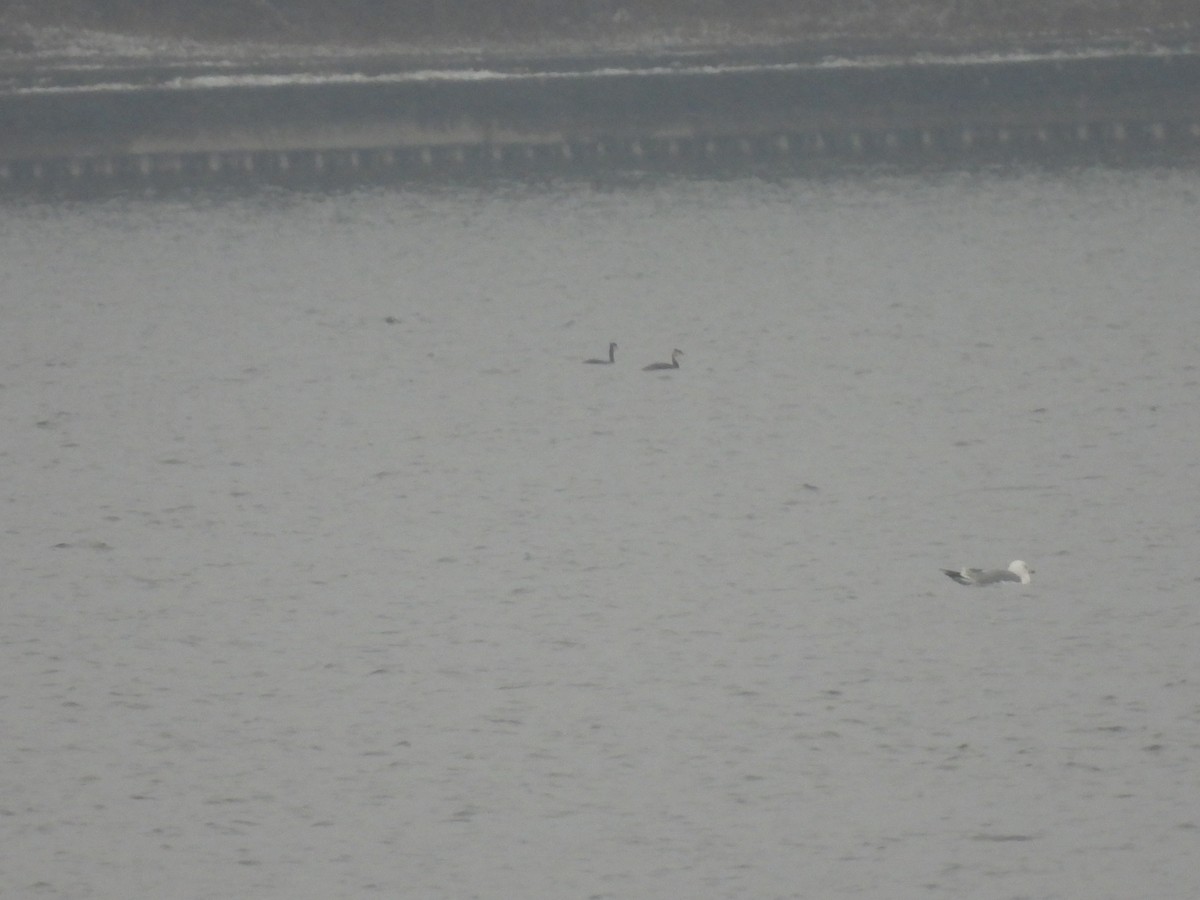 Red-necked Grebe - ML645734550