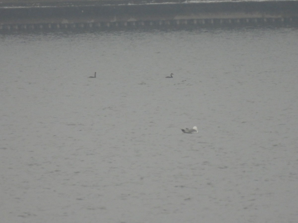 Red-necked Grebe - ML645734551