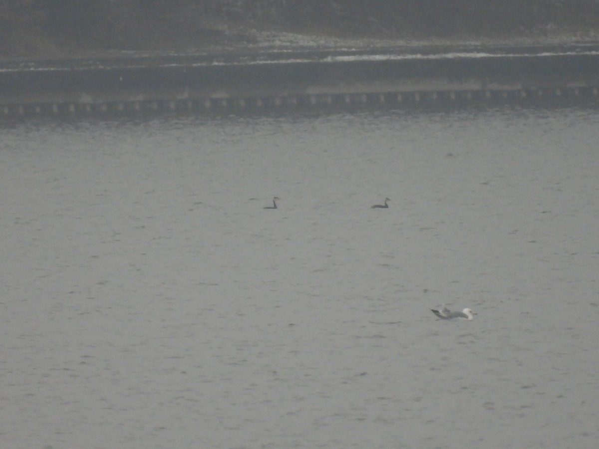 Red-necked Grebe - ML645734552