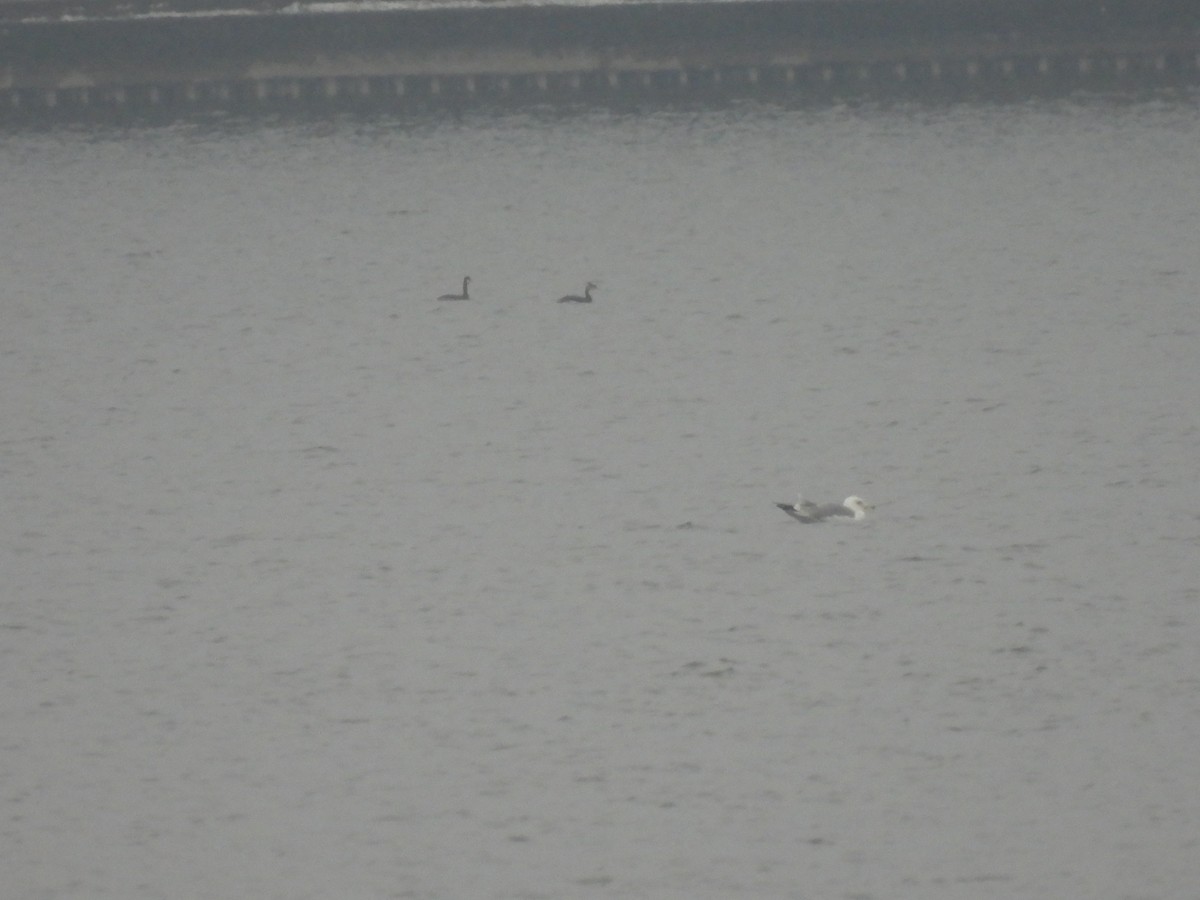 Red-necked Grebe - ML645734553