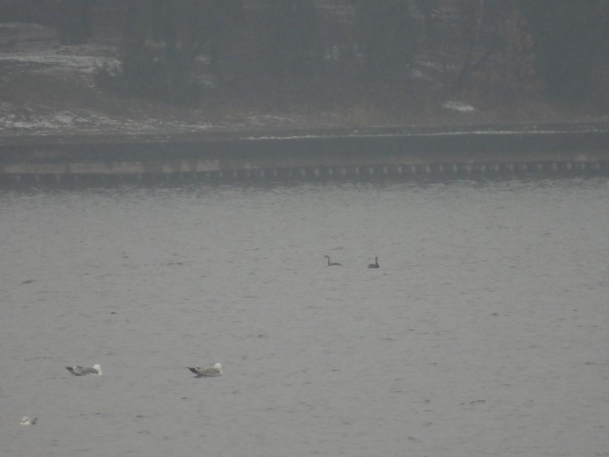 Red-necked Grebe - ML645734554