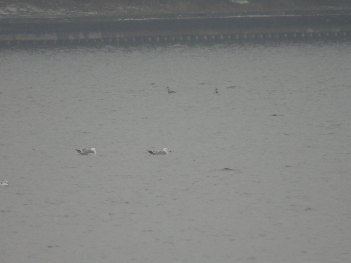 Red-necked Grebe - ML645734555