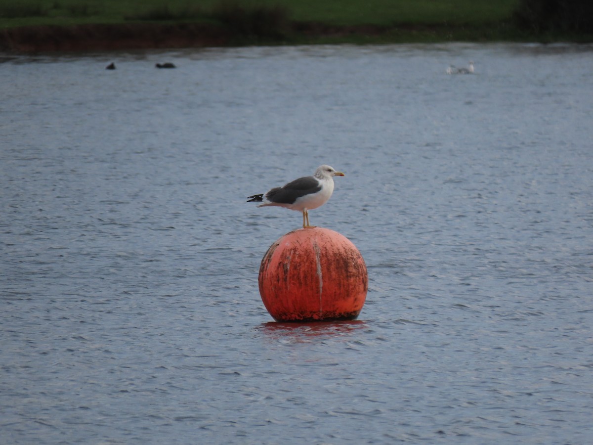 Lesser Black-backed Gull - ML645734561
