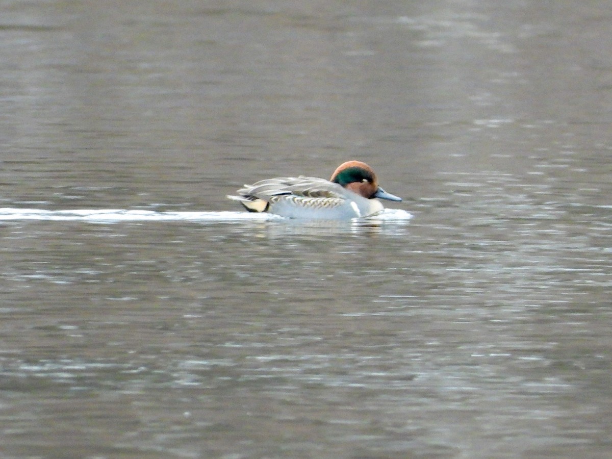 Alzavola - ML645734572