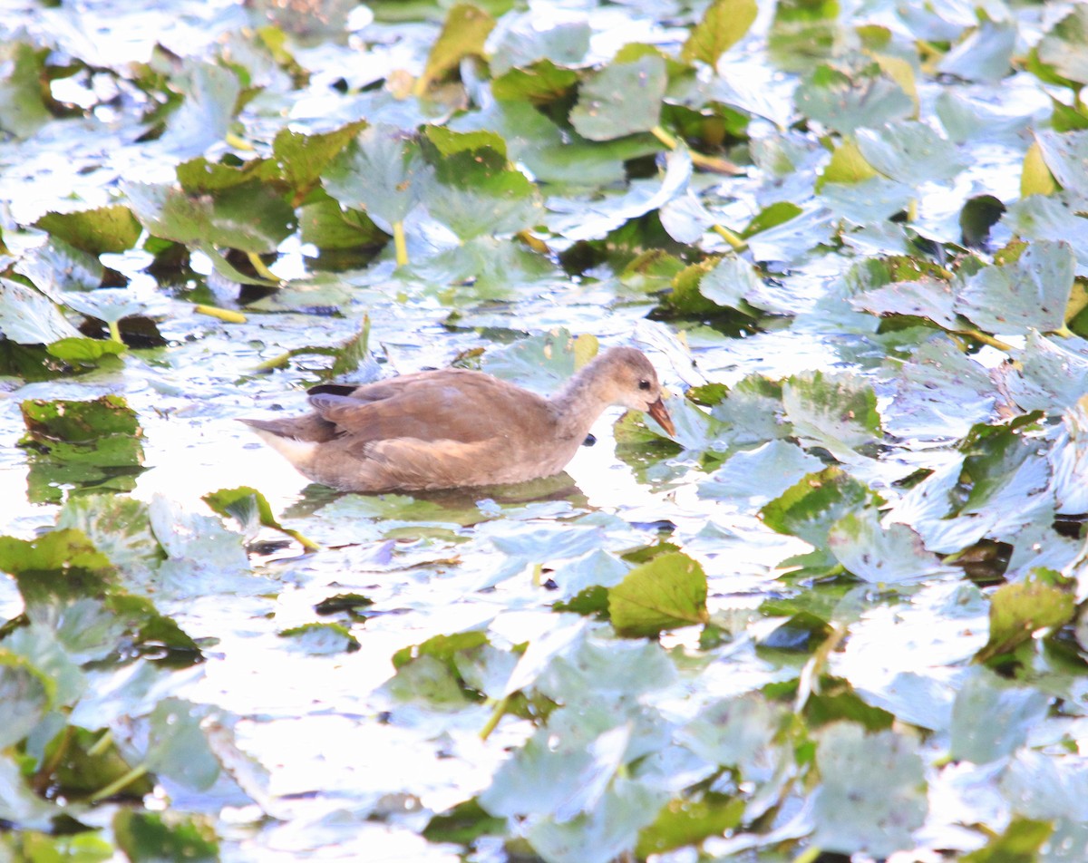 Eurasian Moorhen - ML645734581
