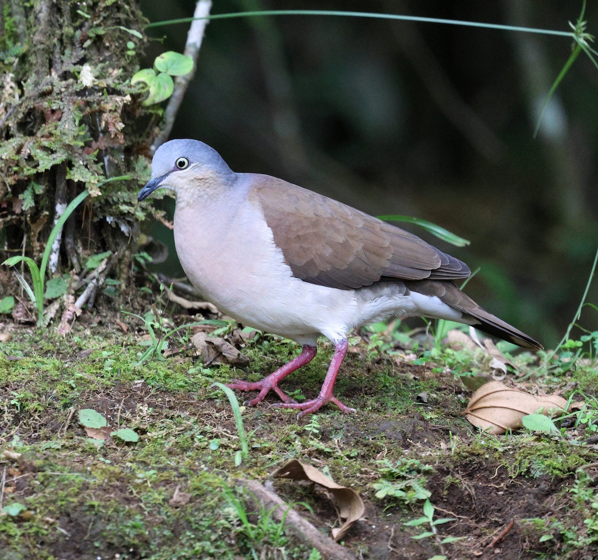 Gray-headed Dove - ML645734582