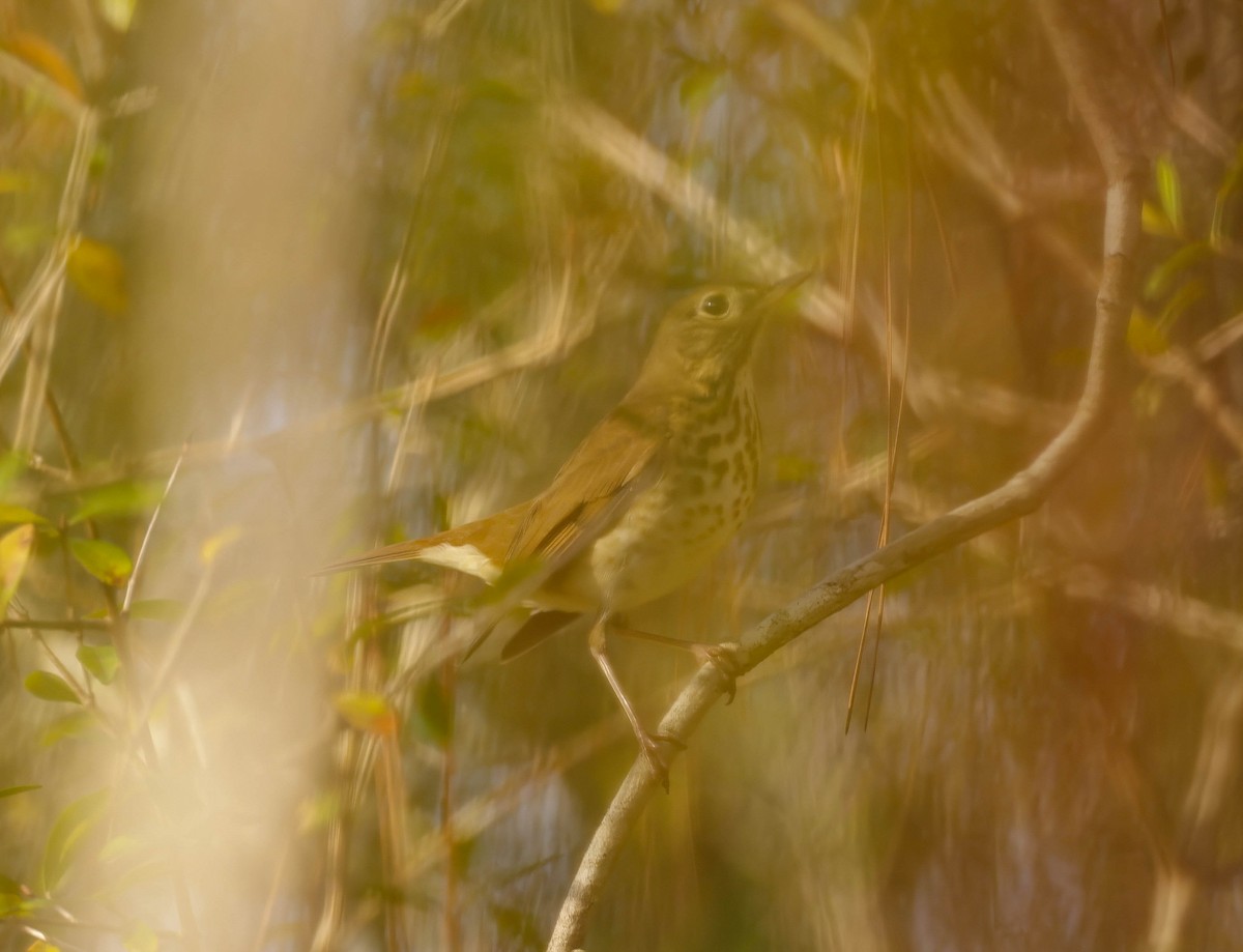Hermit Thrush - ML645734589