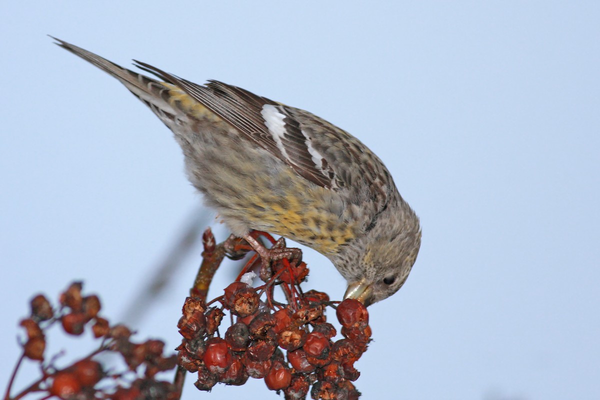 křivka bělokřídlá - ML645734599