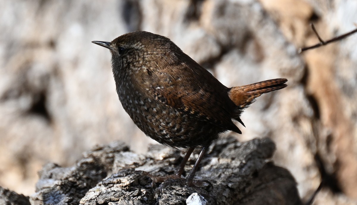 Winter Wren - ML645734600