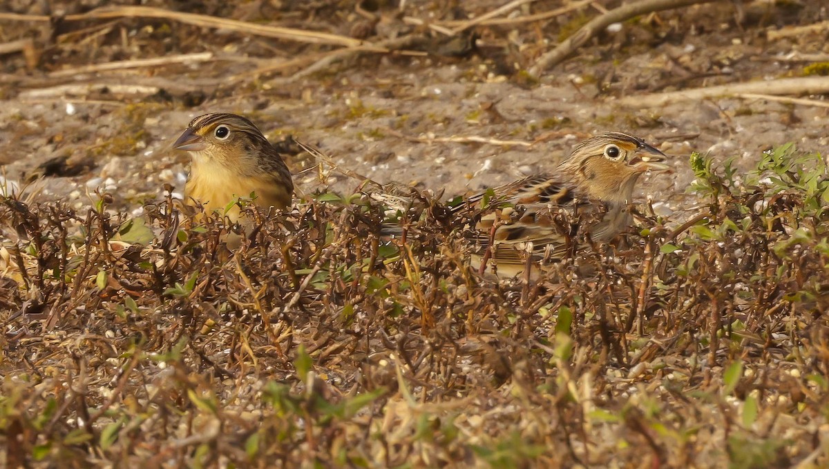 Grasshopper Sparrow - ML645734603