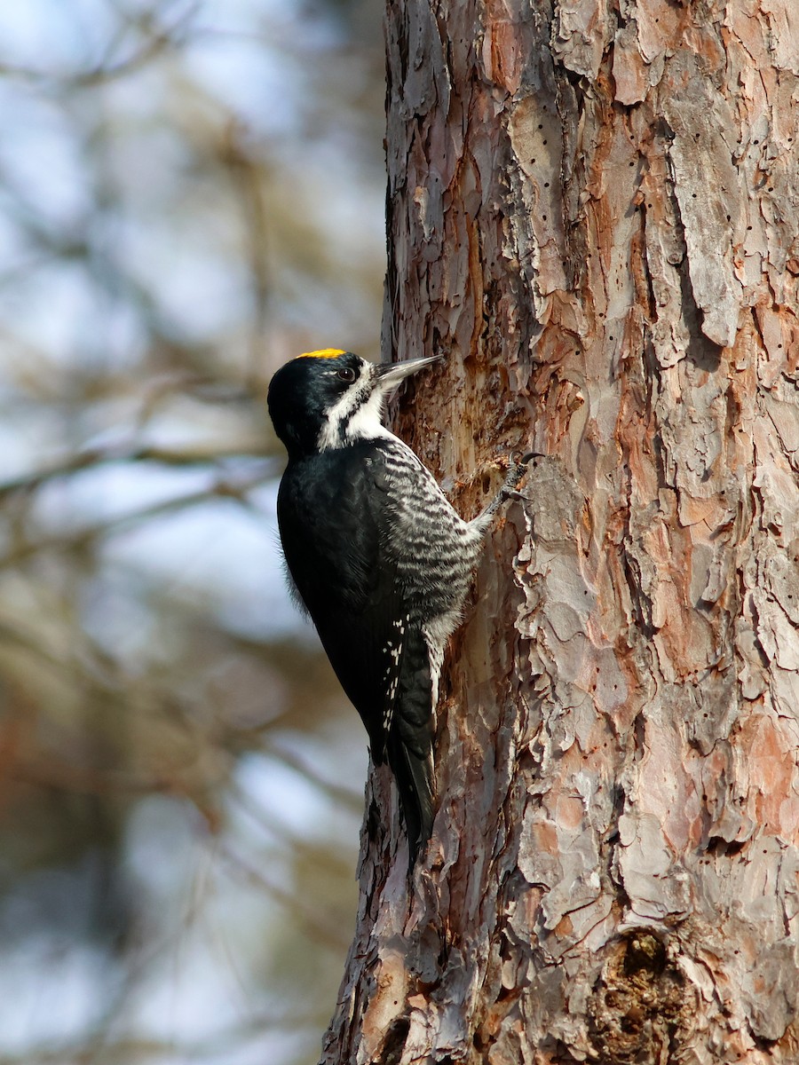 Black-backed Woodpecker - ML645734610