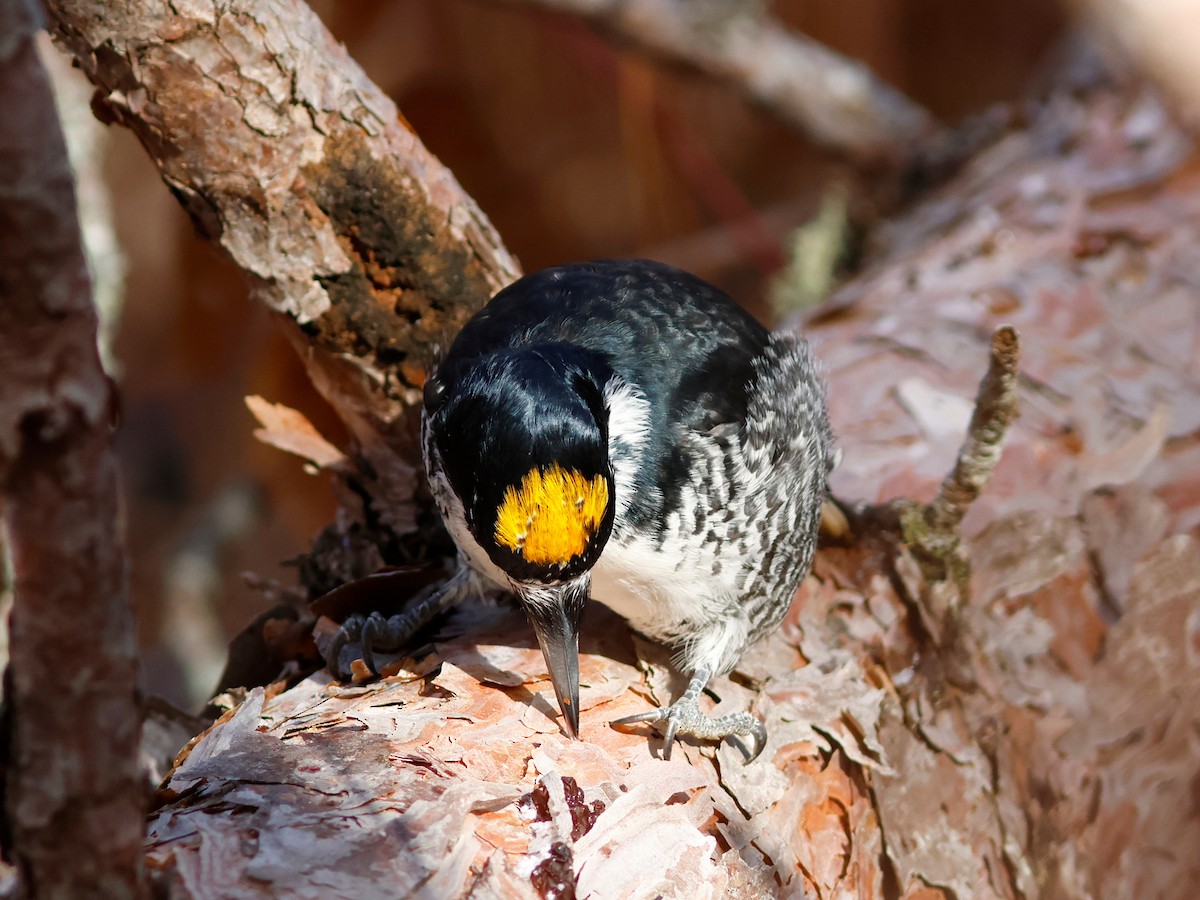 Black-backed Woodpecker - ML645734611