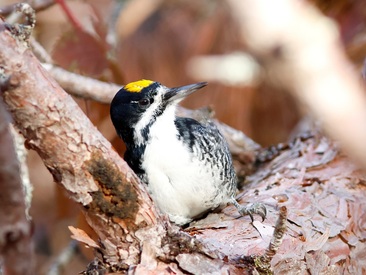 Black-backed Woodpecker - ML645734612