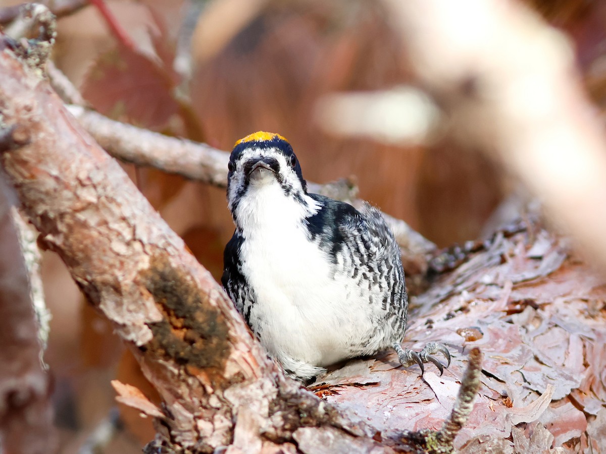 Black-backed Woodpecker - ML645734613
