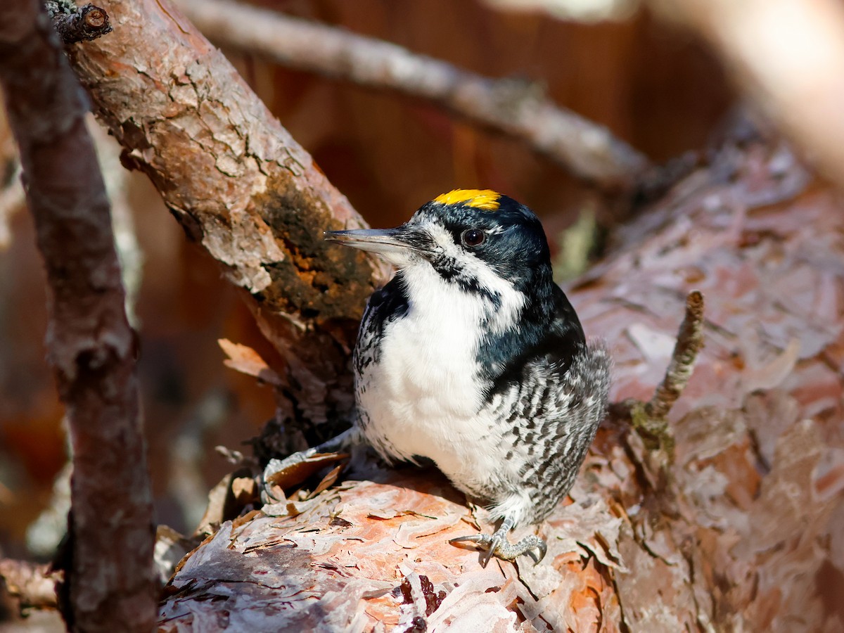 Black-backed Woodpecker - ML645734614