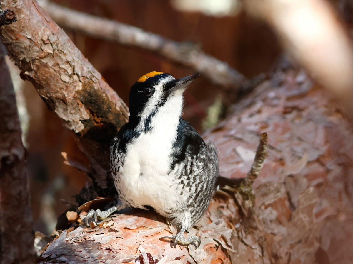 Black-backed Woodpecker - ML645734615