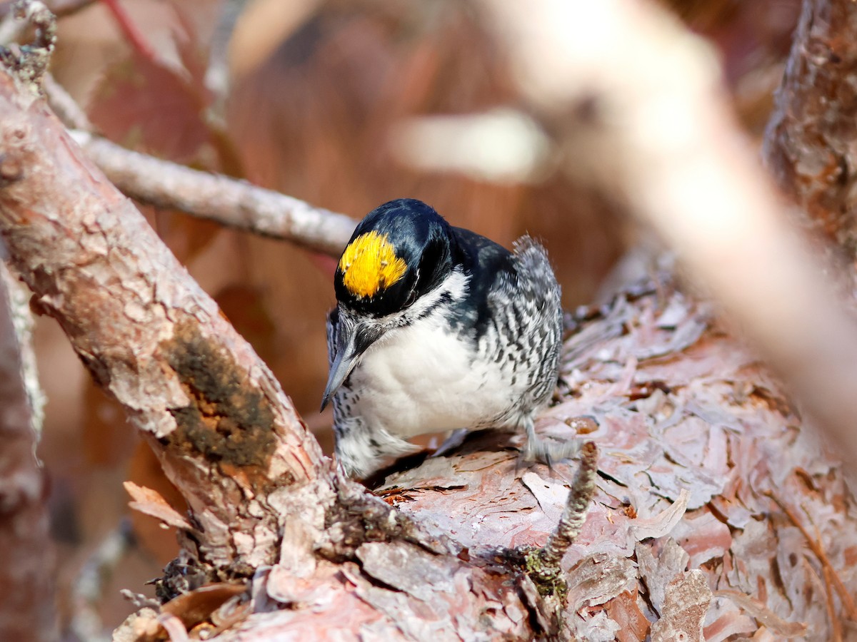 Black-backed Woodpecker - ML645734616