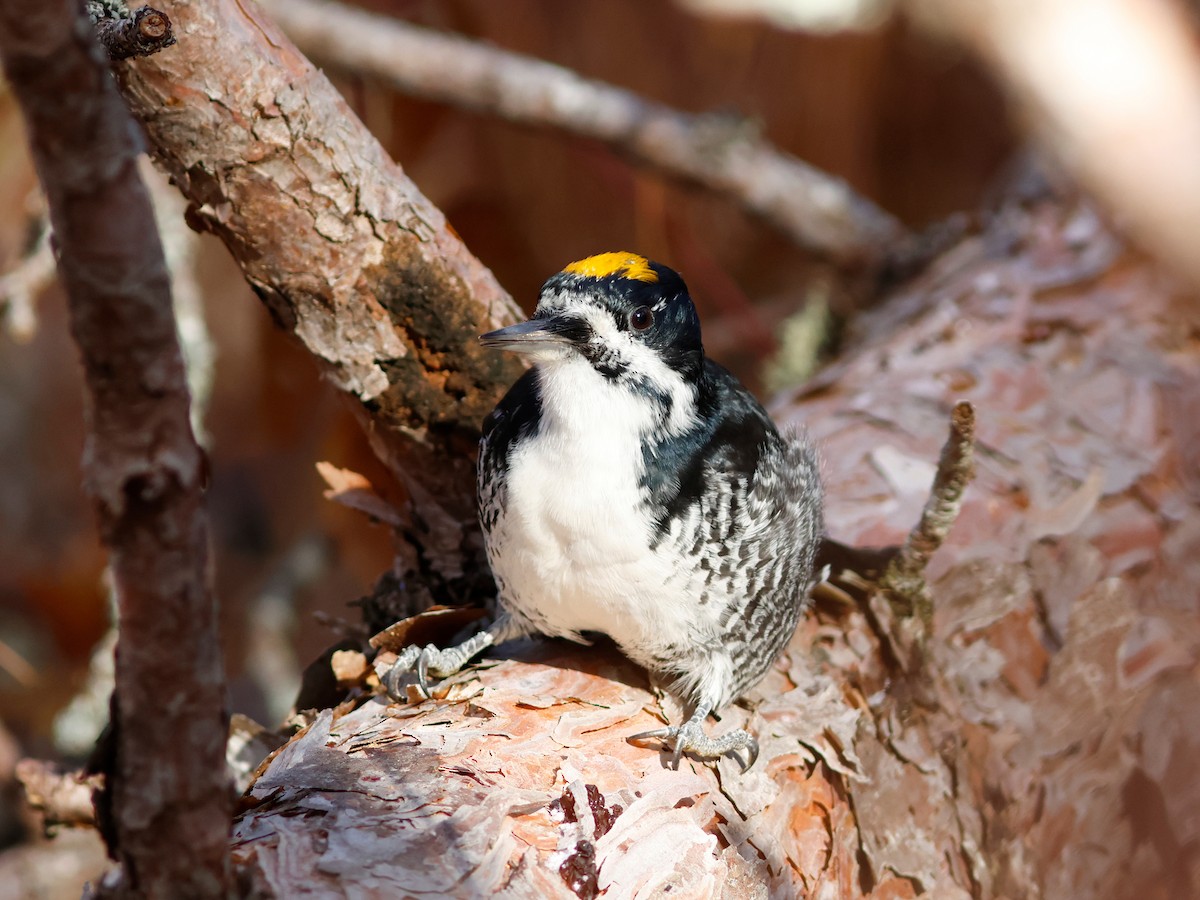 Black-backed Woodpecker - ML645734617
