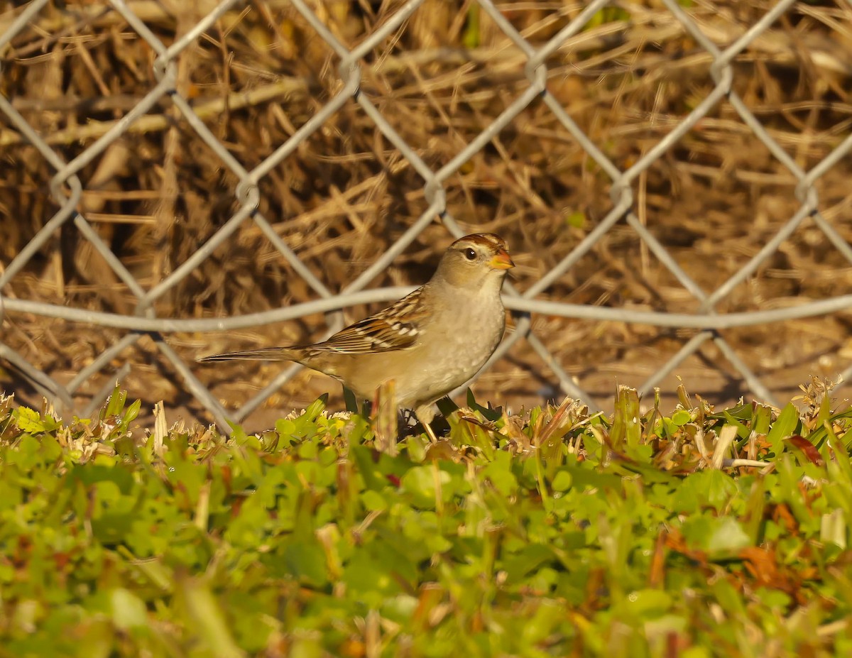 White-crowned Sparrow - ML645734621