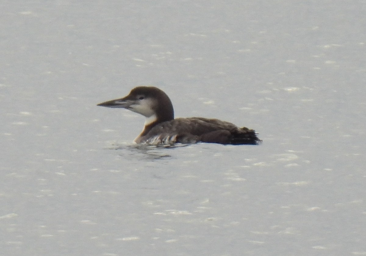 Buz Dalgıcı - ML645734626