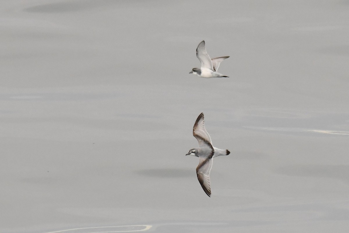 antarktishvalfugl - ML645734627