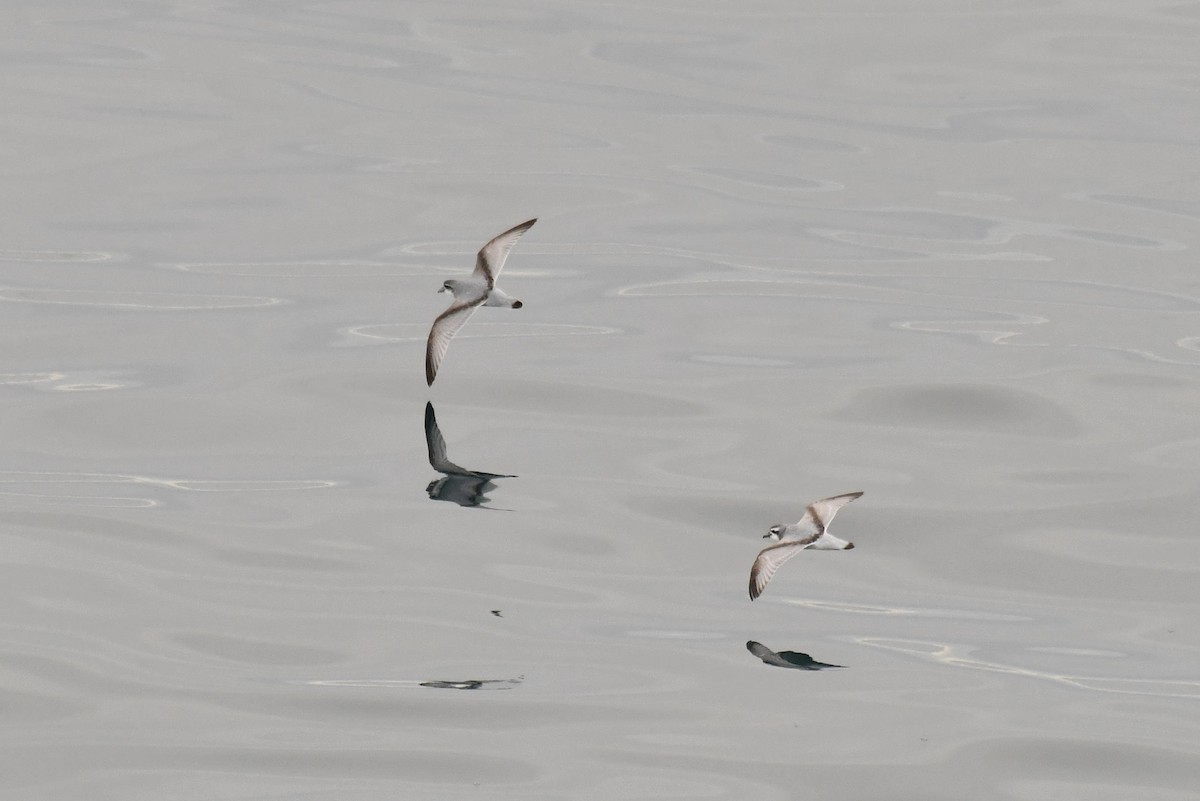 antarktishvalfugl - ML645734628