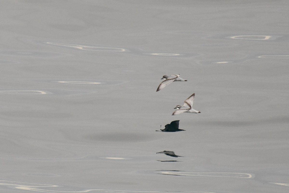 antarktishvalfugl - ML645734629