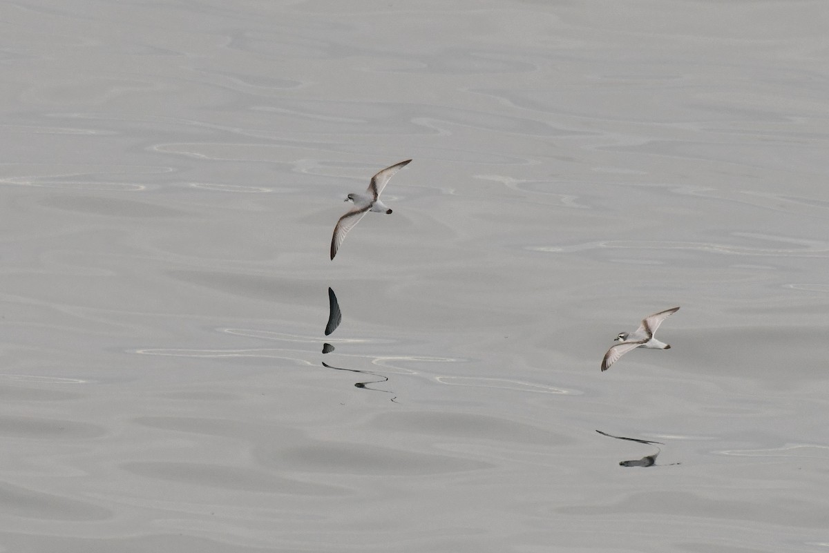 antarktishvalfugl - ML645734630