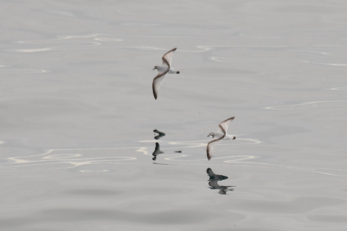 antarktishvalfugl - ML645734631