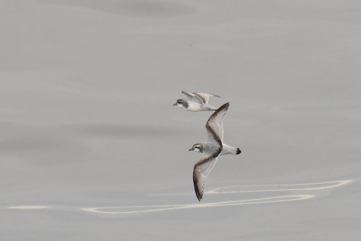 antarktishvalfugl - ML645734632