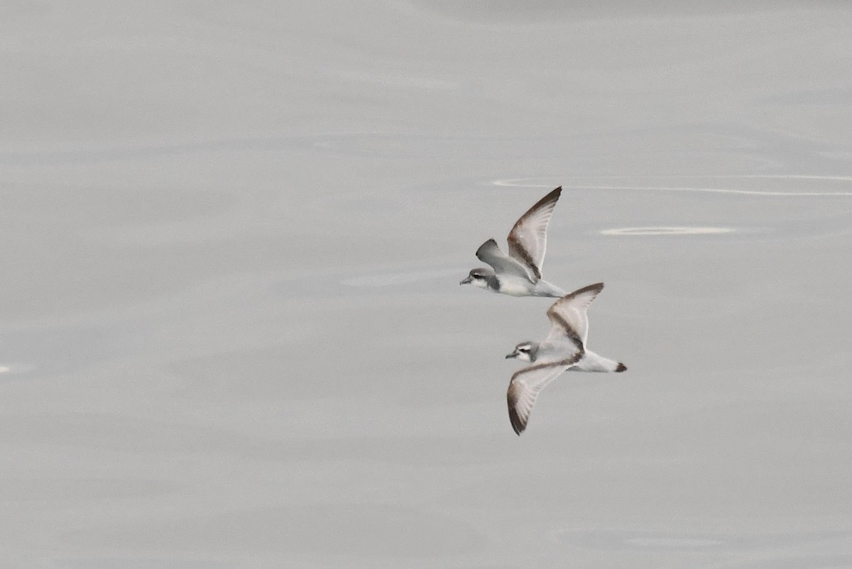 antarktishvalfugl - ML645734633