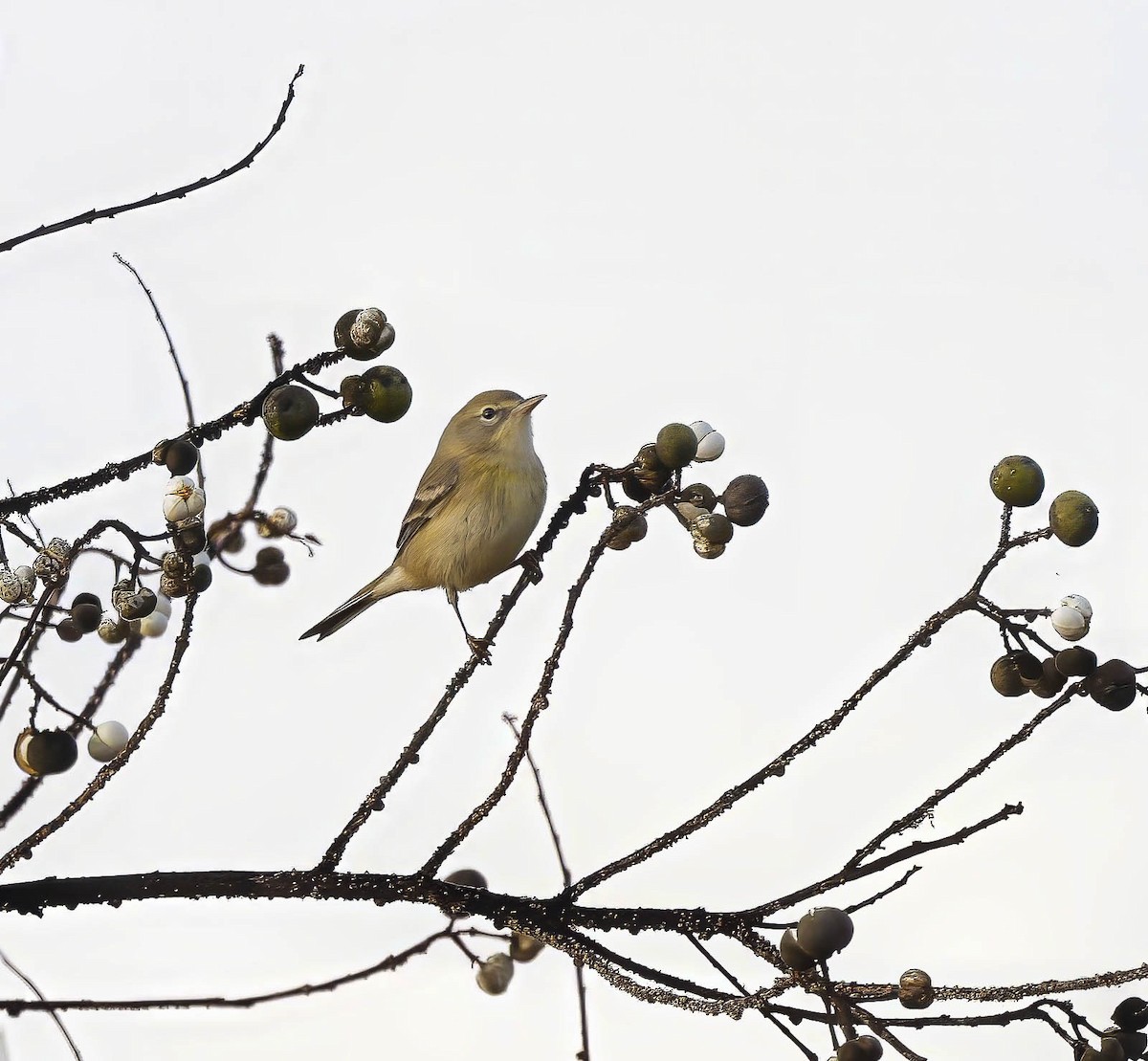 Pine Warbler - ML645734636