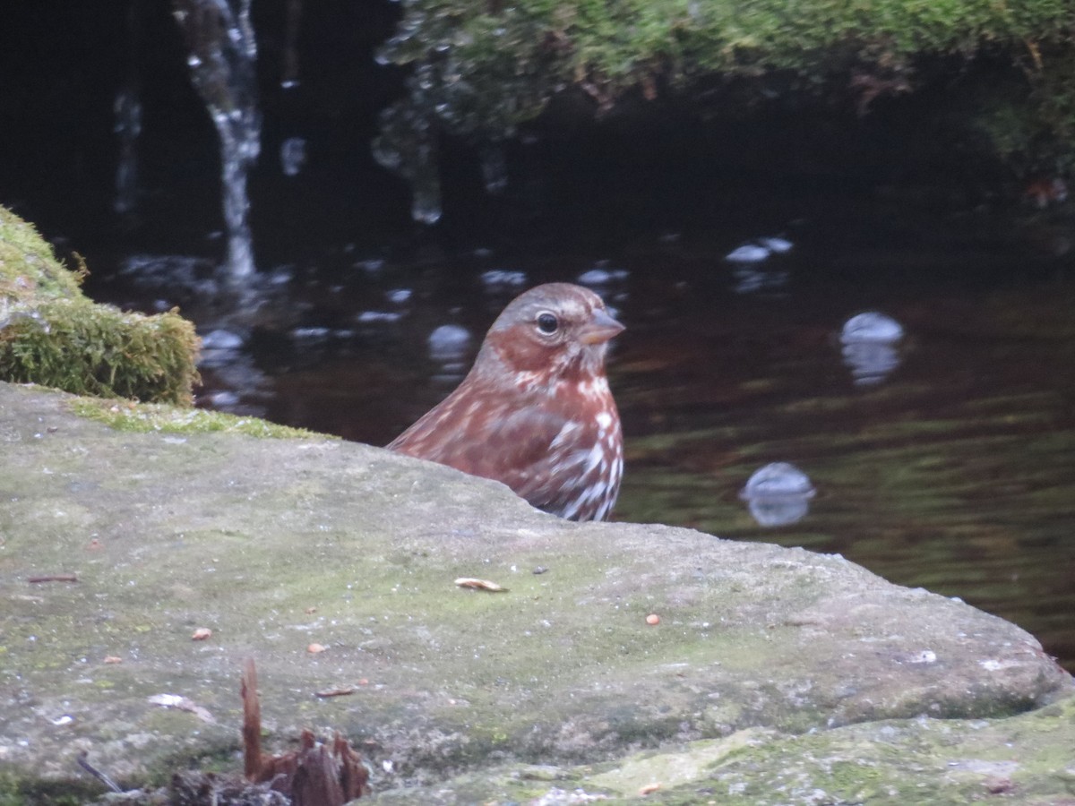 Fox Sparrow - ML645734649