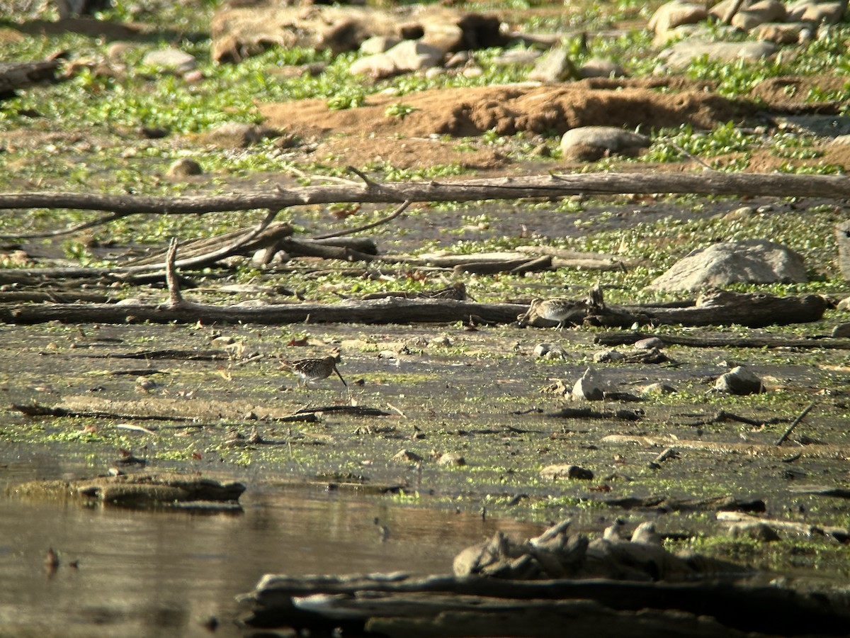 Wilson's Snipe - ML645734650