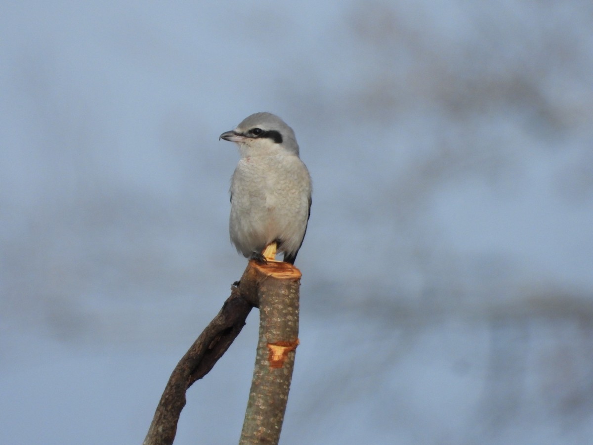 Northern Shrike - ML645734675