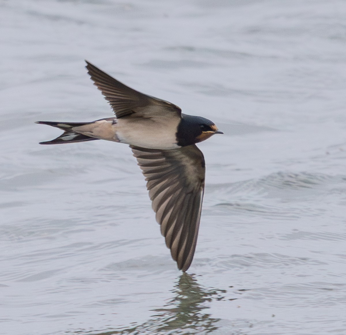 vlaštovka obecná - ML645734677