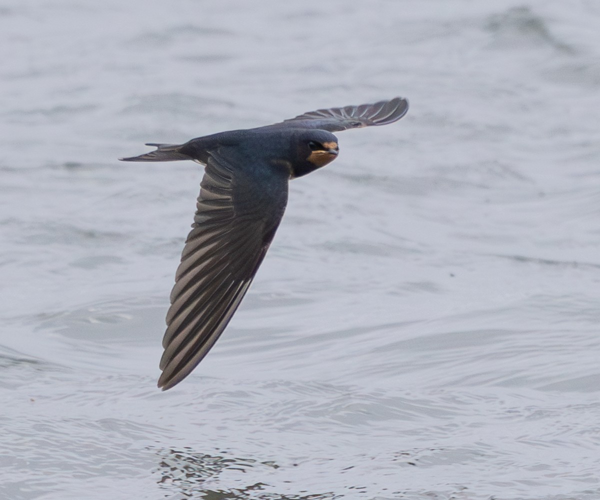 vlaštovka obecná - ML645734678