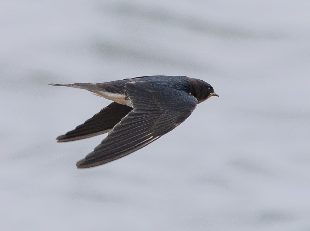 vlaštovka obecná - ML645734679