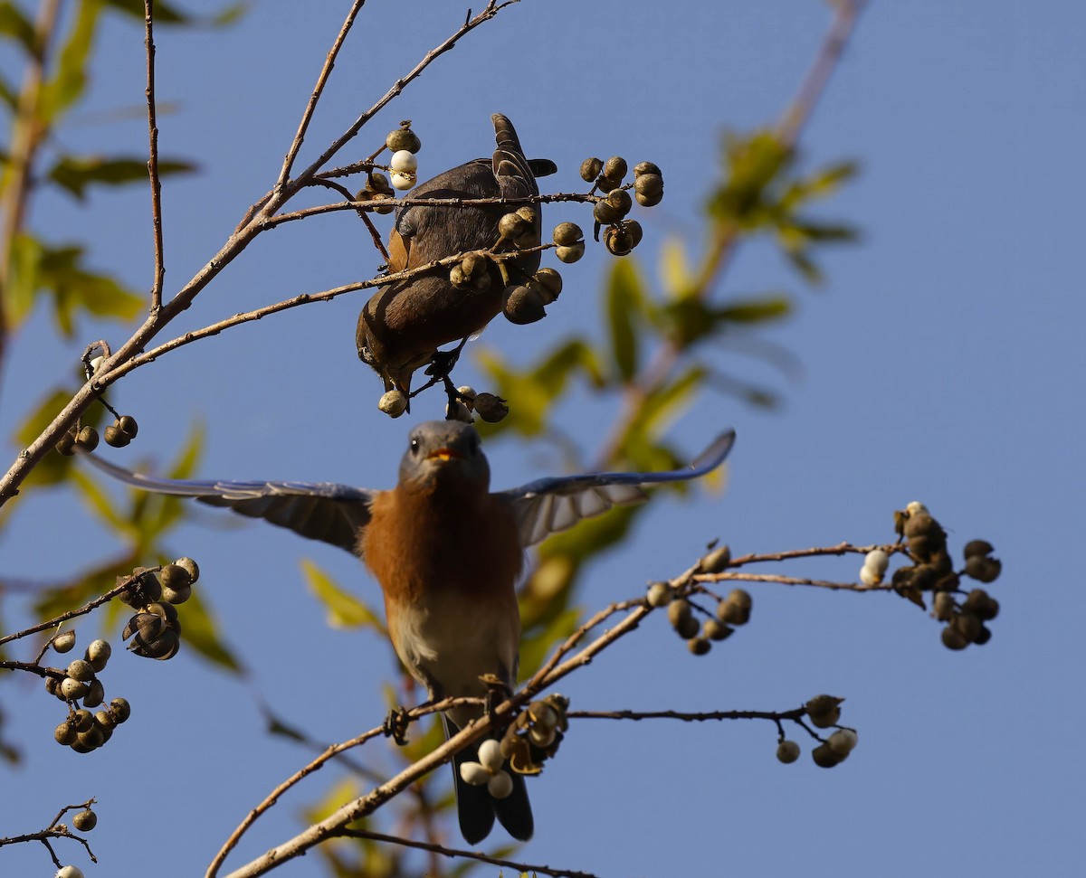 Eastern Bluebird - ML645734683