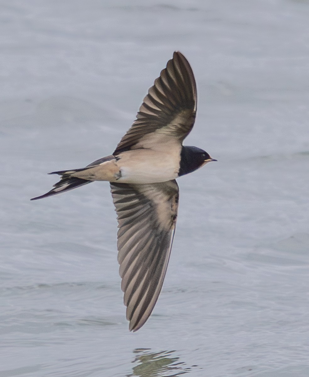 vlaštovka obecná - ML645734685