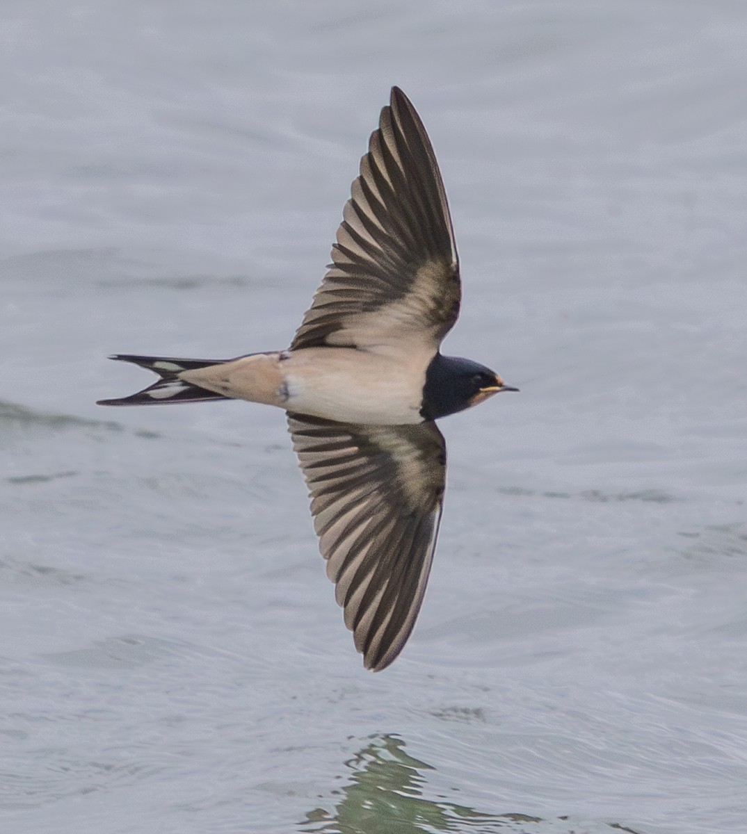 vlaštovka obecná - ML645734687