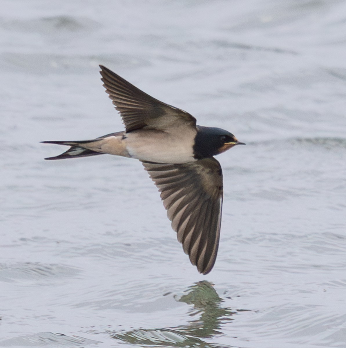 vlaštovka obecná - ML645734688