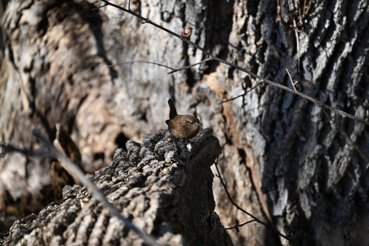 Winter Wren - ML645734703