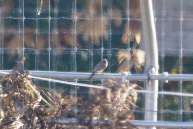 Say's Phoebe - ML645734704