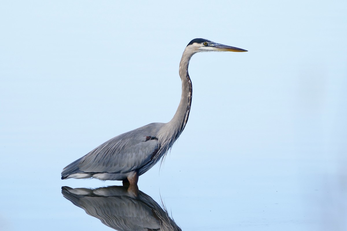 Great Blue Heron - ML645734714