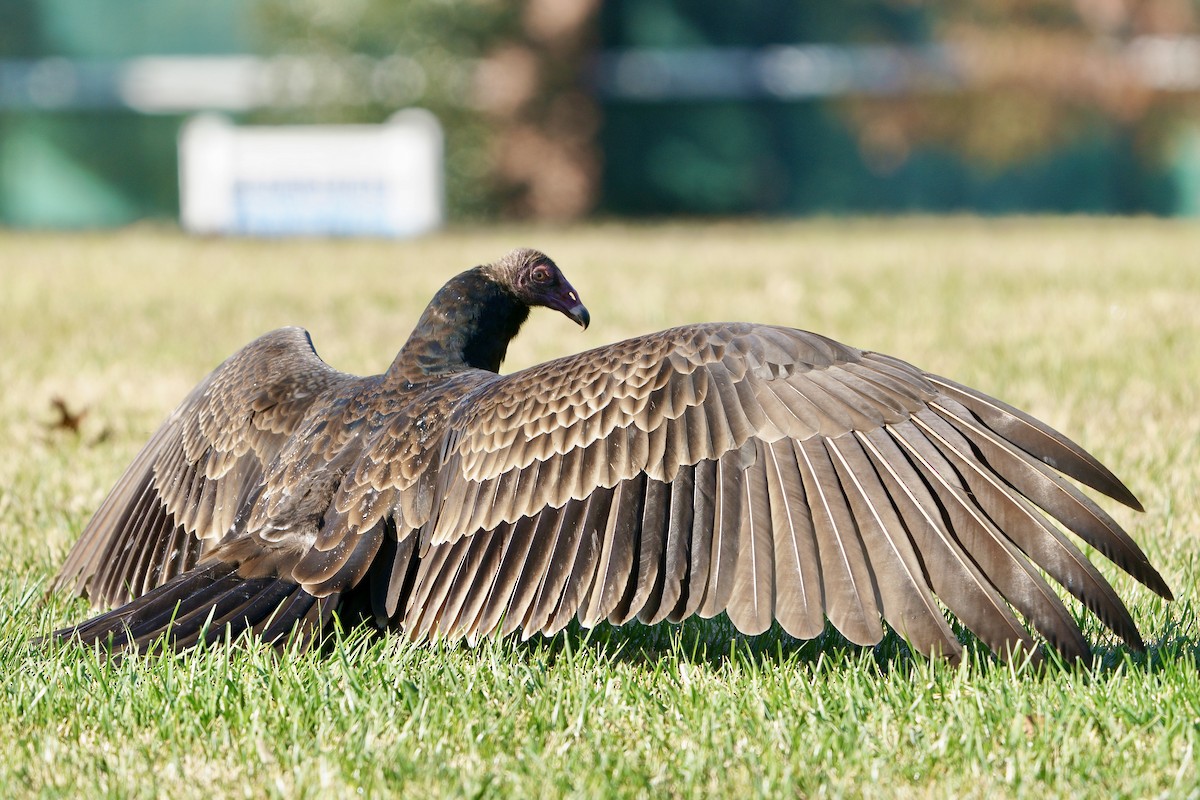 Turkey Vulture - ML645734722