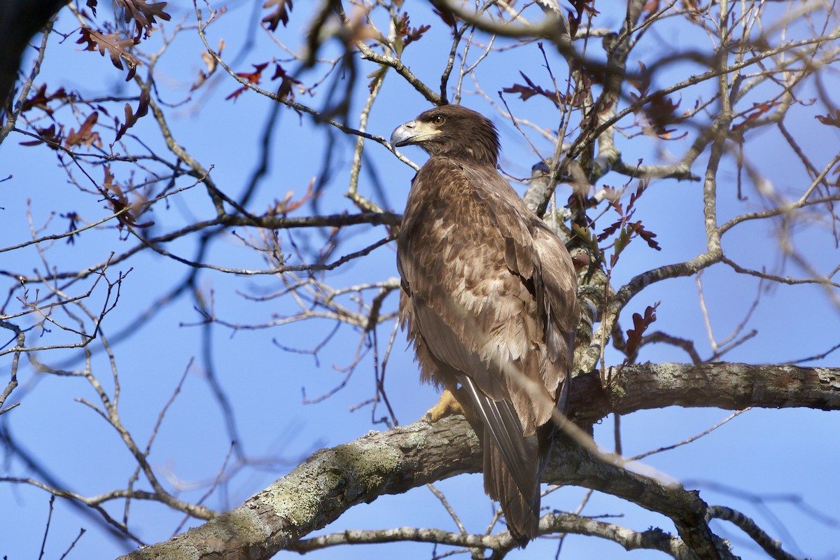 Bald Eagle - ML645734724