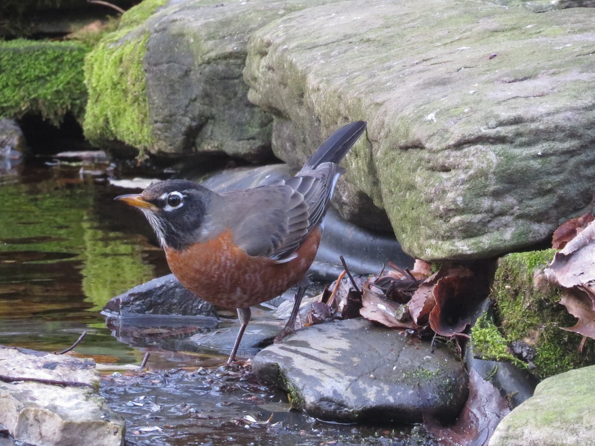 American Robin - ML645734726