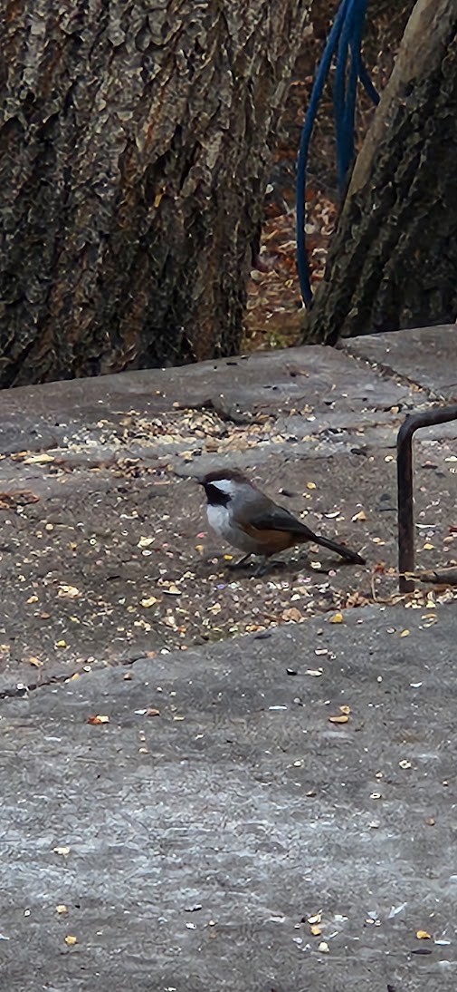 Boreal Chickadee - ML645734727